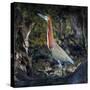Portrait of rufescent tiger heron (Tigrisoma lineatum) standing outdoors, Porto Jofre, Pantanal...-Panoramic Images-Stretched Canvas