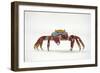 Portrait of Sally Lightfoot Crab (Grapsus Grapsus) on a Beach-Alex Mustard-Framed Photographic Print