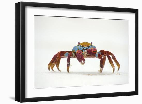 Portrait of Sally Lightfoot Crab (Grapsus Grapsus) on a Beach-Alex Mustard-Framed Photographic Print