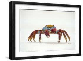 Portrait of Sally Lightfoot Crab (Grapsus Grapsus) on a Beach-Alex Mustard-Framed Photographic Print