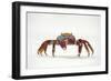 Portrait of Sally Lightfoot Crab (Grapsus Grapsus) on a Beach-Alex Mustard-Framed Photographic Print