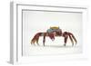 Portrait of Sally Lightfoot Crab (Grapsus Grapsus) on a Beach-Alex Mustard-Framed Photographic Print