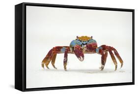 Portrait of Sally Lightfoot Crab (Grapsus Grapsus) on a Beach-Alex Mustard-Framed Stretched Canvas