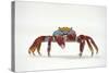 Portrait of Sally Lightfoot Crab (Grapsus Grapsus) on a Beach-Alex Mustard-Stretched Canvas