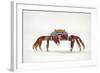 Portrait of Sally Lightfoot Crab (Grapsus Grapsus) on a Beach-Alex Mustard-Framed Photographic Print