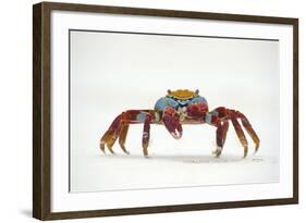 Portrait of Sally Lightfoot Crab (Grapsus Grapsus) on a Beach-Alex Mustard-Framed Photographic Print