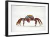 Portrait of Sally Lightfoot Crab (Grapsus Grapsus) on a Beach-Alex Mustard-Framed Photographic Print