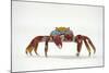 Portrait of Sally Lightfoot Crab (Grapsus Grapsus) on a Beach-Alex Mustard-Mounted Photographic Print