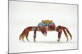 Portrait of Sally Lightfoot Crab (Grapsus Grapsus) on a Beach-Alex Mustard-Mounted Photographic Print