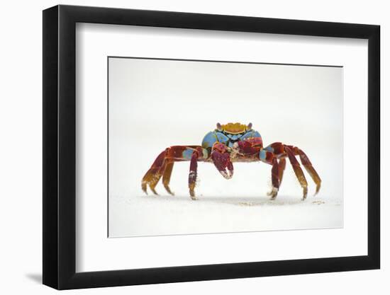 Portrait of Sally Lightfoot Crab (Grapsus Grapsus) on a Beach-Alex Mustard-Framed Premium Photographic Print