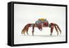 Portrait of Sally Lightfoot Crab (Grapsus Grapsus) on a Beach-Alex Mustard-Framed Stretched Canvas