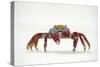 Portrait of Sally Lightfoot Crab (Grapsus Grapsus) on a Beach-Alex Mustard-Stretched Canvas