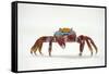 Portrait of Sally Lightfoot Crab (Grapsus Grapsus) on a Beach-Alex Mustard-Framed Stretched Canvas