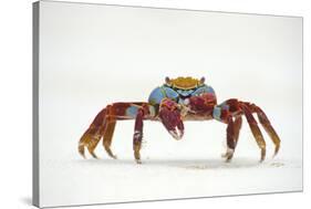 Portrait of Sally Lightfoot Crab (Grapsus Grapsus) on a Beach-Alex Mustard-Stretched Canvas