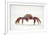 Portrait of Sally Lightfoot Crab (Grapsus Grapsus) on a Beach-Alex Mustard-Framed Photographic Print