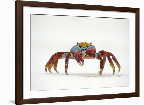 Portrait of Sally Lightfoot Crab (Grapsus Grapsus) on a Beach-Alex Mustard-Framed Photographic Print