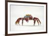 Portrait of Sally Lightfoot Crab (Grapsus Grapsus) on a Beach-Alex Mustard-Framed Photographic Print