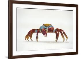 Portrait of Sally Lightfoot Crab (Grapsus Grapsus) on a Beach-Alex Mustard-Framed Photographic Print