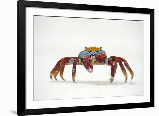 Portrait of Sally Lightfoot Crab (Grapsus Grapsus) on a Beach-Alex Mustard-Framed Photographic Print