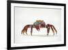 Portrait of Sally Lightfoot Crab (Grapsus Grapsus) on a Beach-Alex Mustard-Framed Photographic Print