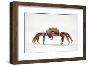 Portrait of Sally Lightfoot Crab (Grapsus Grapsus) on a Beach-Alex Mustard-Framed Photographic Print