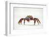 Portrait of Sally Lightfoot Crab (Grapsus Grapsus) on a Beach-Alex Mustard-Framed Photographic Print