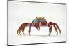 Portrait of Sally Lightfoot Crab (Grapsus Grapsus) on a Beach-Alex Mustard-Mounted Photographic Print