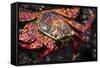 Portrait of Sally Lightfoot Crab in the Galapagos Islands, Ecuador-Justin Bailie-Framed Stretched Canvas