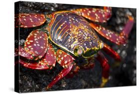 Portrait of Sally Lightfoot Crab in the Galapagos Islands, Ecuador-Justin Bailie-Stretched Canvas