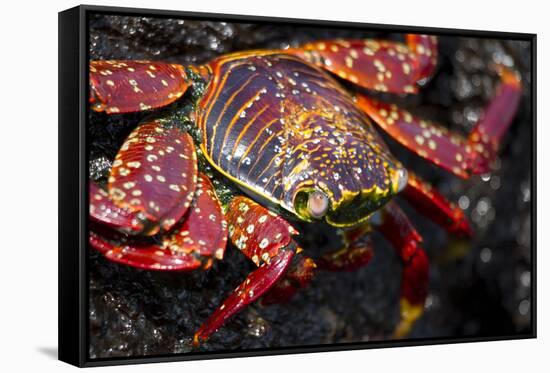 Portrait of Sally Lightfoot Crab in the Galapagos Islands, Ecuador-Justin Bailie-Framed Stretched Canvas