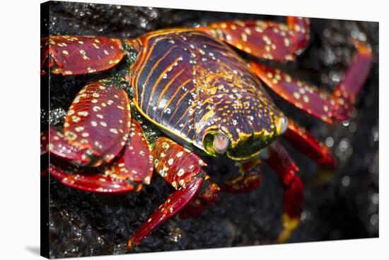 Portrait of Sally Lightfoot Crab in the Galapagos Islands, Ecuador-Justin Bailie-Stretched Canvas