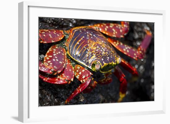 Portrait of Sally Lightfoot Crab in the Galapagos Islands, Ecuador-Justin Bailie-Framed Photographic Print