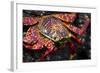 Portrait of Sally Lightfoot Crab in the Galapagos Islands, Ecuador-Justin Bailie-Framed Photographic Print