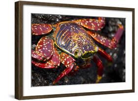 Portrait of Sally Lightfoot Crab in the Galapagos Islands, Ecuador-Justin Bailie-Framed Photographic Print