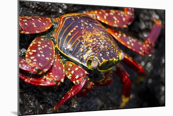 Portrait of Sally Lightfoot Crab in the Galapagos Islands, Ecuador-Justin Bailie-Mounted Photographic Print