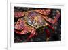 Portrait of Sally Lightfoot Crab in the Galapagos Islands, Ecuador-Justin Bailie-Framed Photographic Print