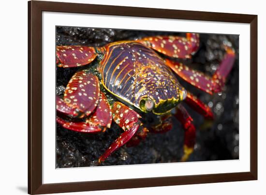 Portrait of Sally Lightfoot Crab in the Galapagos Islands, Ecuador-Justin Bailie-Framed Photographic Print