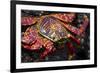 Portrait of Sally Lightfoot Crab in the Galapagos Islands, Ecuador-Justin Bailie-Framed Photographic Print