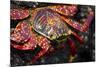 Portrait of Sally Lightfoot Crab in the Galapagos Islands, Ecuador-Justin Bailie-Mounted Photographic Print