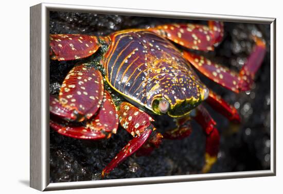 Portrait of Sally Lightfoot Crab in the Galapagos Islands, Ecuador-Justin Bailie-Framed Photographic Print