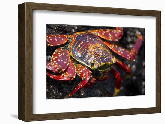 Portrait of Sally Lightfoot Crab in the Galapagos Islands, Ecuador-Justin Bailie-Framed Photographic Print