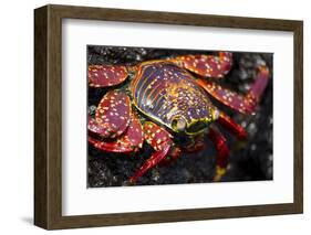 Portrait of Sally Lightfoot Crab in the Galapagos Islands, Ecuador-Justin Bailie-Framed Photographic Print