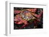 Portrait of Sally Lightfoot Crab in the Galapagos Islands, Ecuador-Justin Bailie-Framed Photographic Print