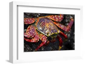 Portrait of Sally Lightfoot Crab in the Galapagos Islands, Ecuador-Justin Bailie-Framed Photographic Print