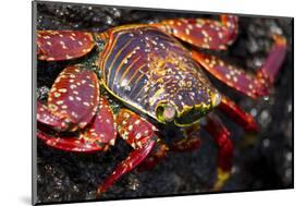 Portrait of Sally Lightfoot Crab in the Galapagos Islands, Ecuador-Justin Bailie-Mounted Photographic Print