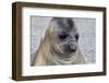 Portrait of seal pup on the beach of St. Andrews Bay, South Georgia Islands.-Tom Norring-Framed Photographic Print