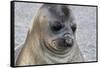 Portrait of seal pup on the beach of St. Andrews Bay, South Georgia Islands.-Tom Norring-Framed Stretched Canvas