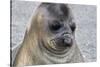 Portrait of seal pup on the beach of St. Andrews Bay, South Georgia Islands.-Tom Norring-Stretched Canvas