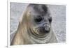 Portrait of seal pup on the beach of St. Andrews Bay, South Georgia Islands.-Tom Norring-Framed Photographic Print