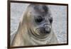 Portrait of seal pup on the beach of St. Andrews Bay, South Georgia Islands.-Tom Norring-Framed Photographic Print